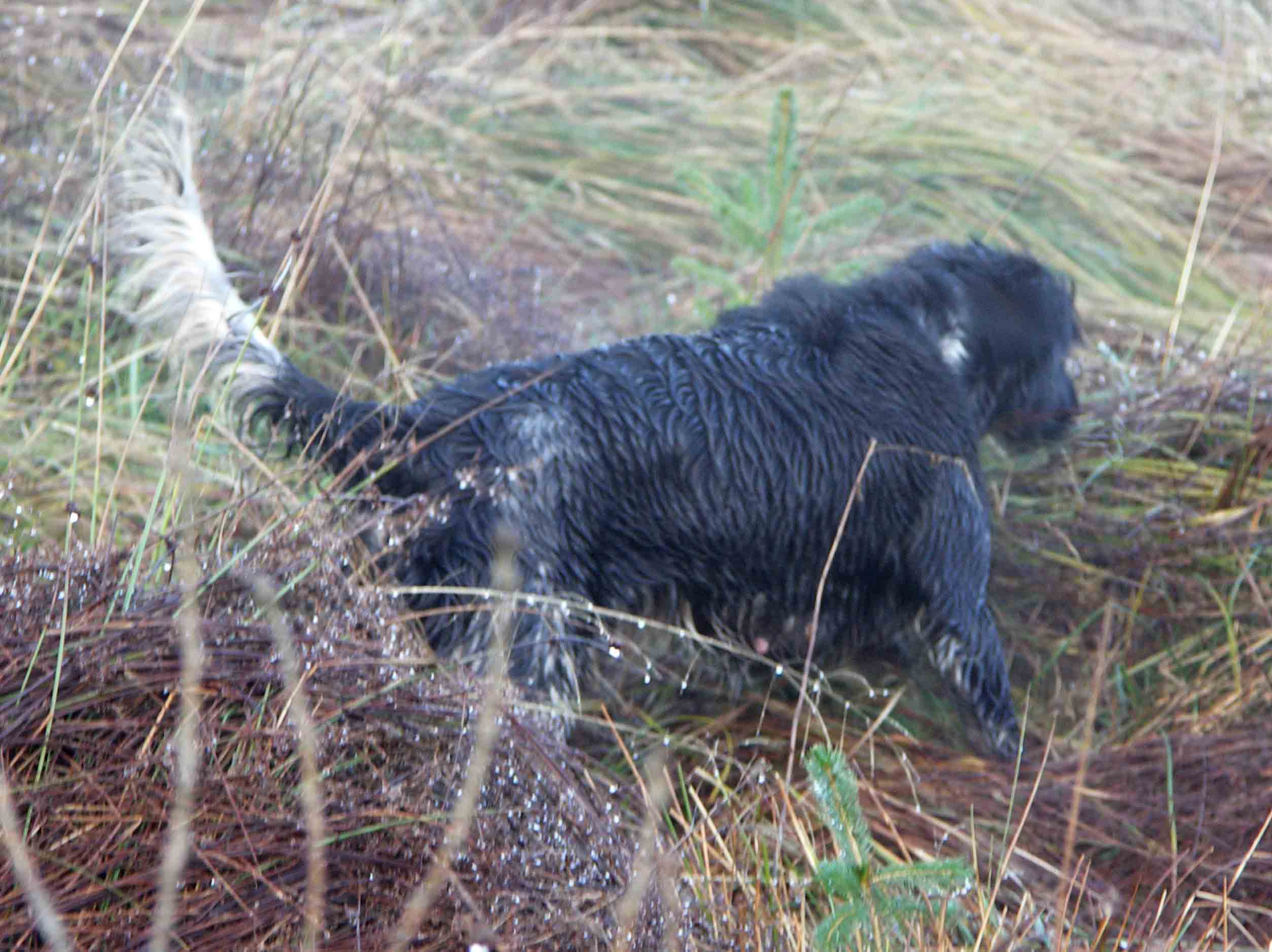 Jager Qualitil on point on a hunt one cold winter day