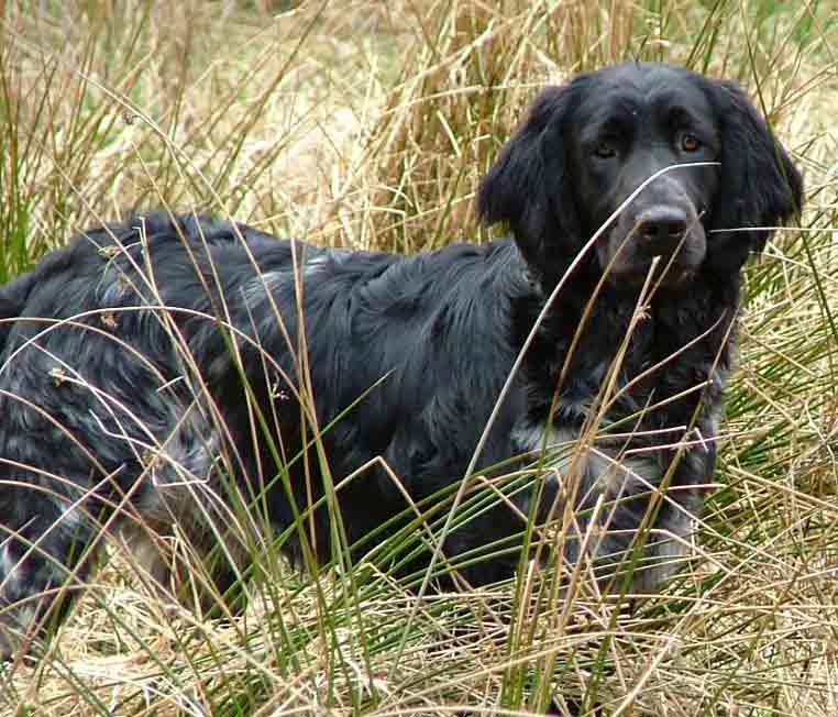 Qualitil Unbeatable munsterlander for showing 